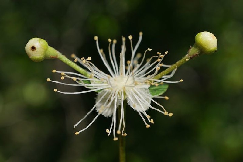 Twinberry photo 2