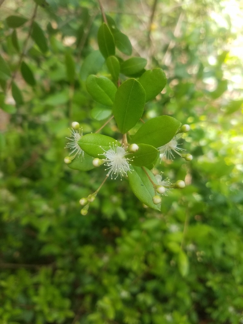 Twinberry photo 4