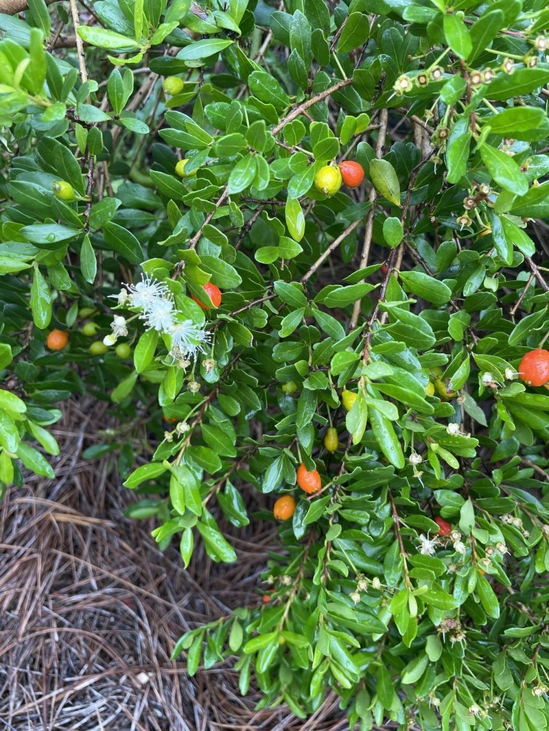 Twinberry photo 6