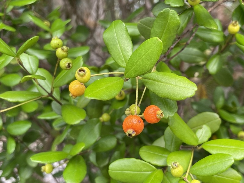 Twinberry photo 7