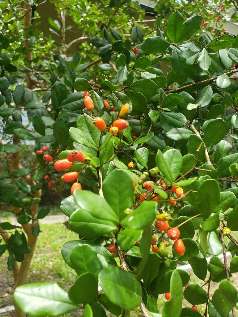 Twinberry photo 8