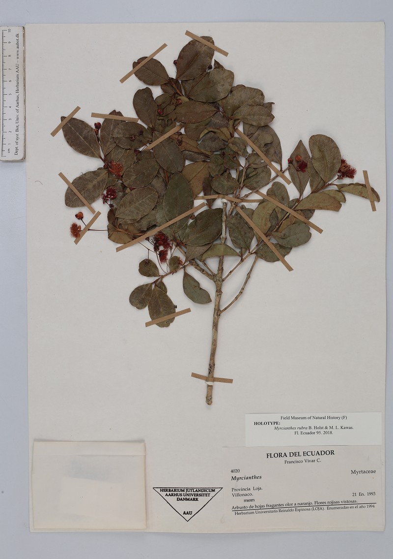 Myrcianthes rubra