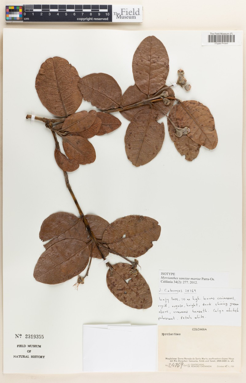 Myrcianthes sanctae-martae