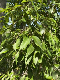 False Tamarisk