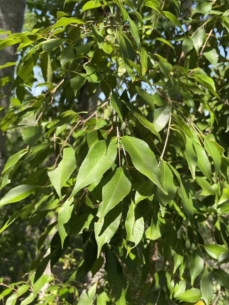 False Tamarisk