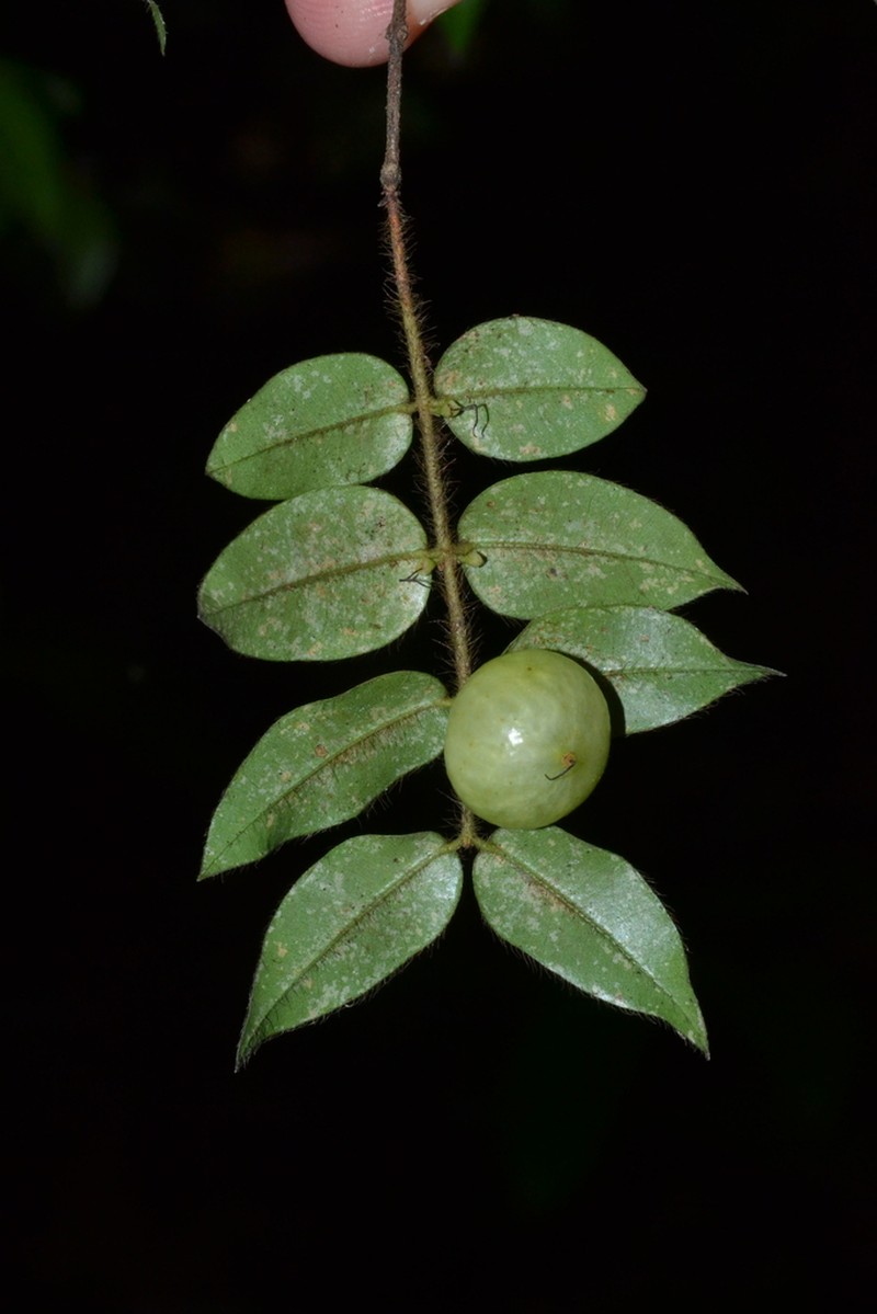 Myrciaria cambuca photo 2