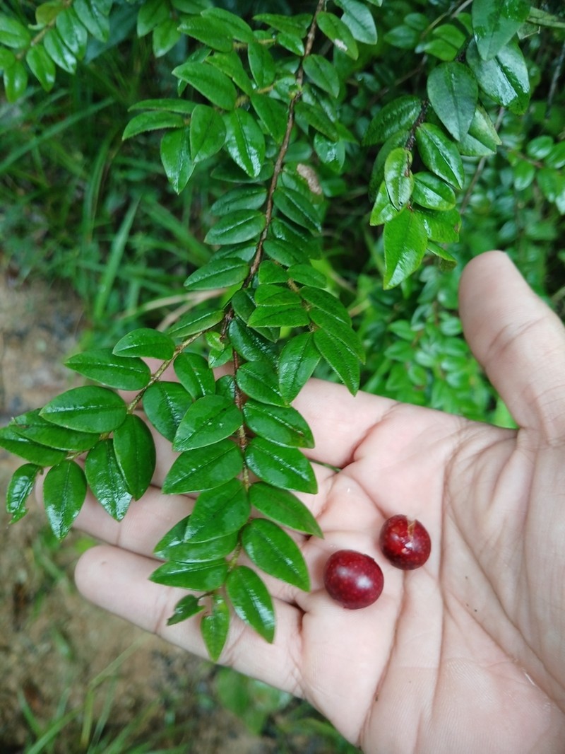 Myrciaria cambuca photo 3