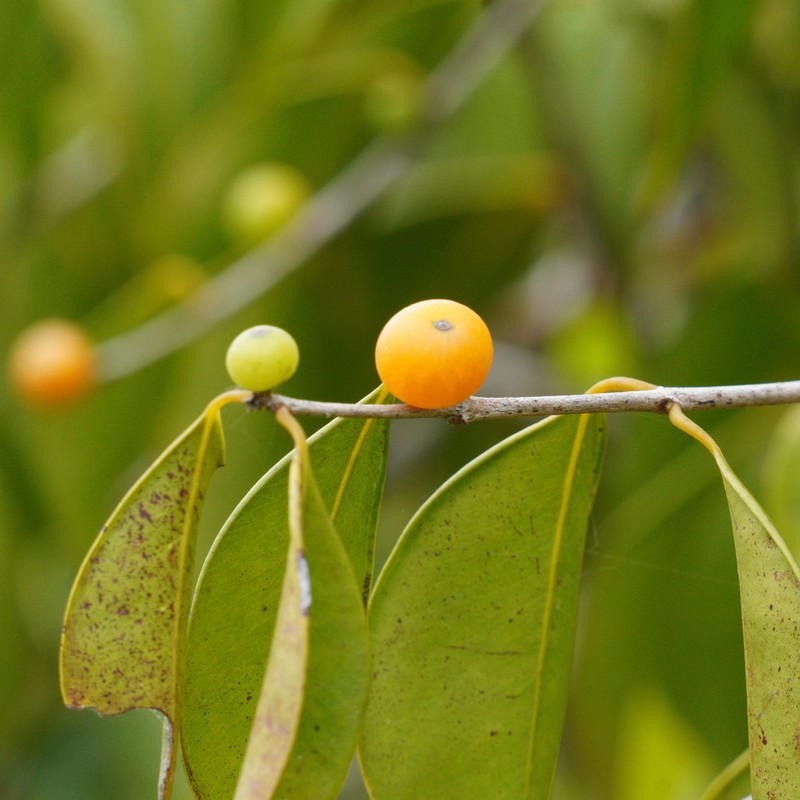 Guavaberry photo 2