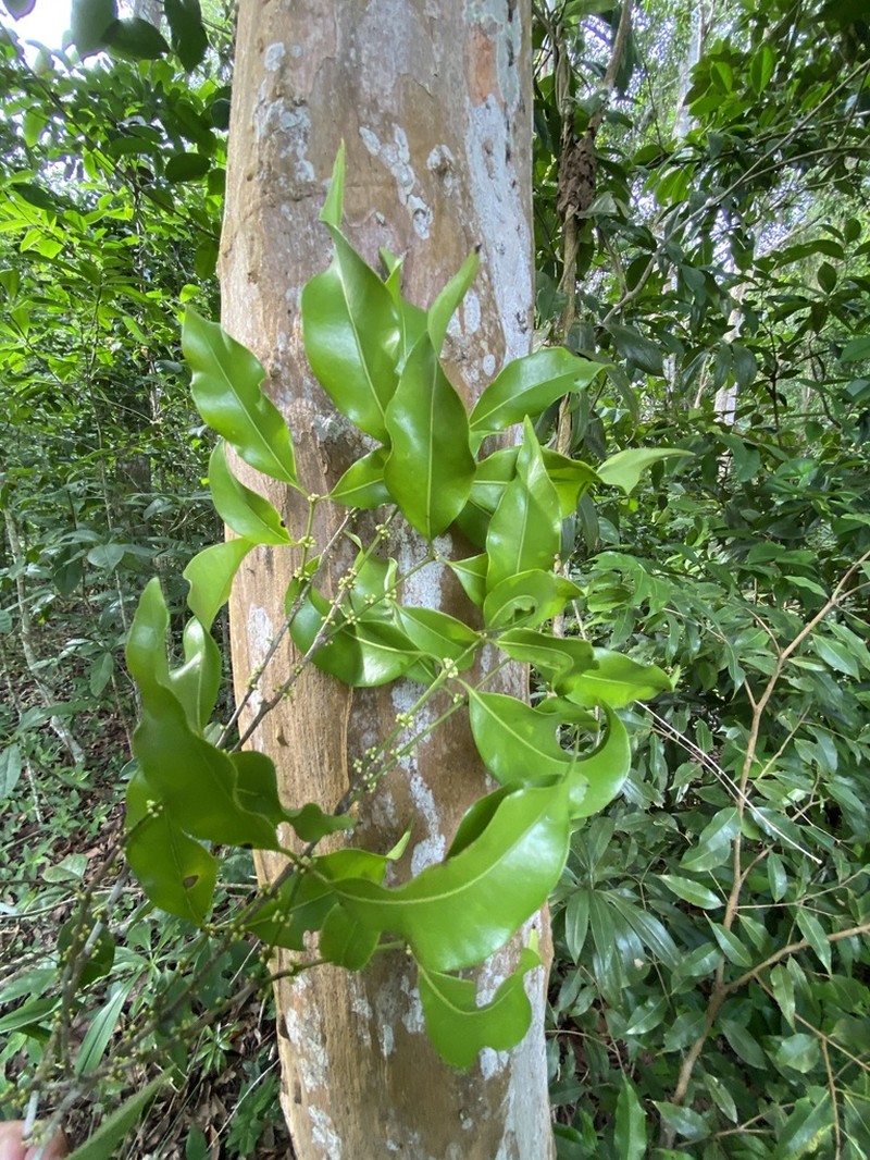 Guavaberry photo 3