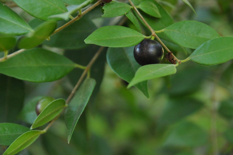 Guavaberry photo 4
