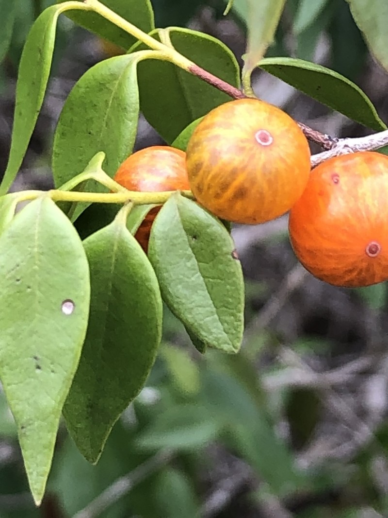 Guavaberry photo 5