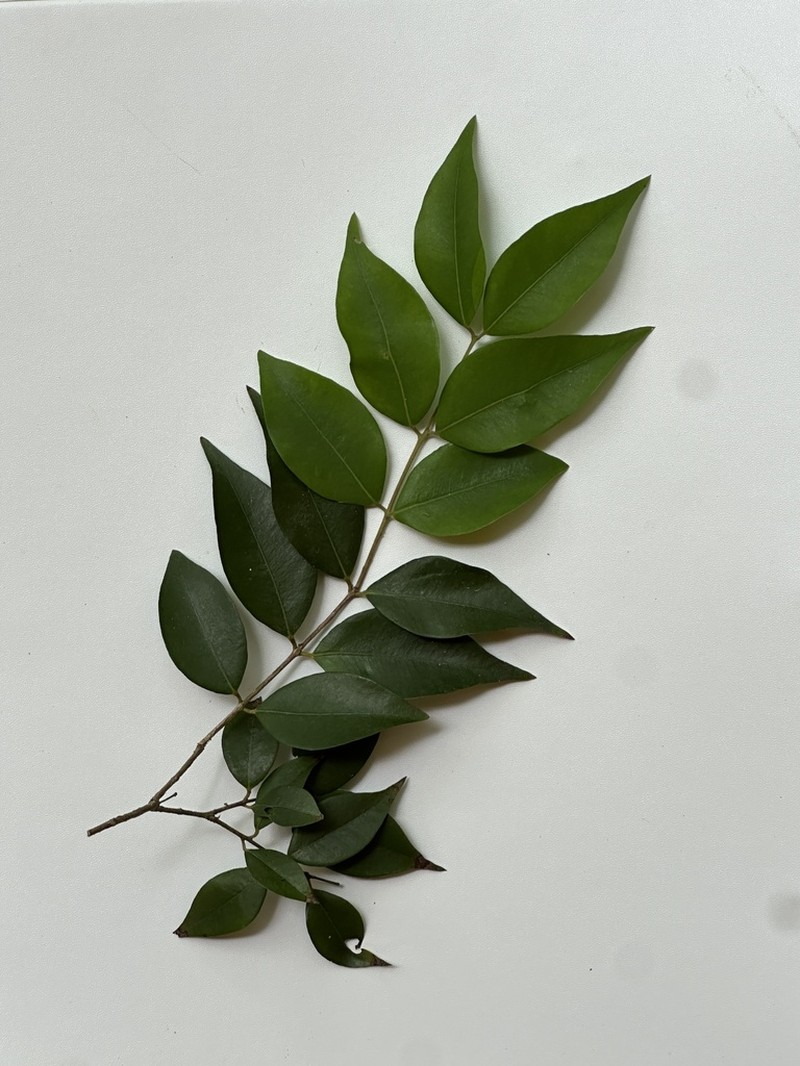 Guavaberry photo 6