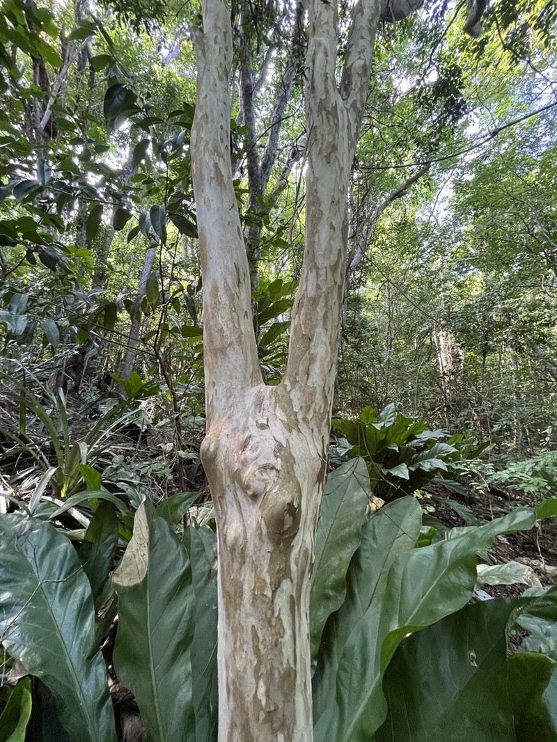 Guavaberry photo 7