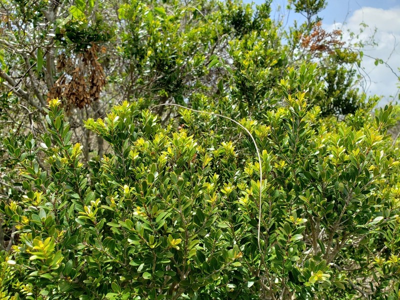 Ridgetop Guavaberry photo 2