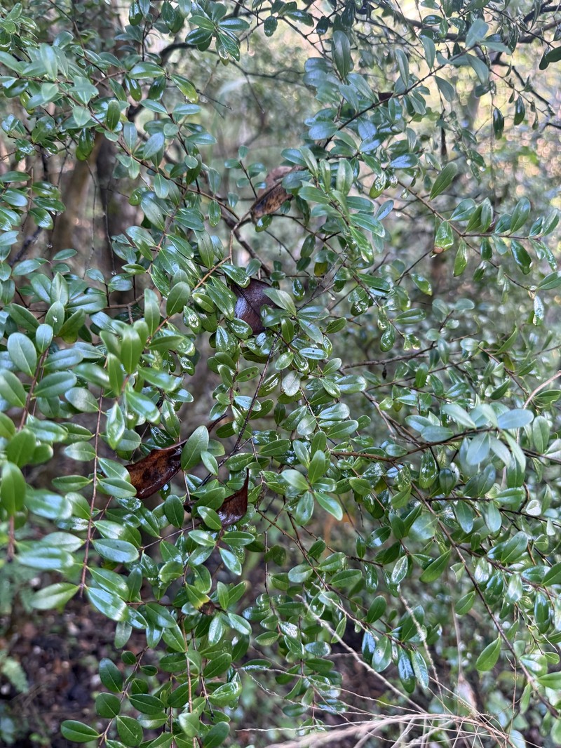 Ridgetop Guavaberry photo 4