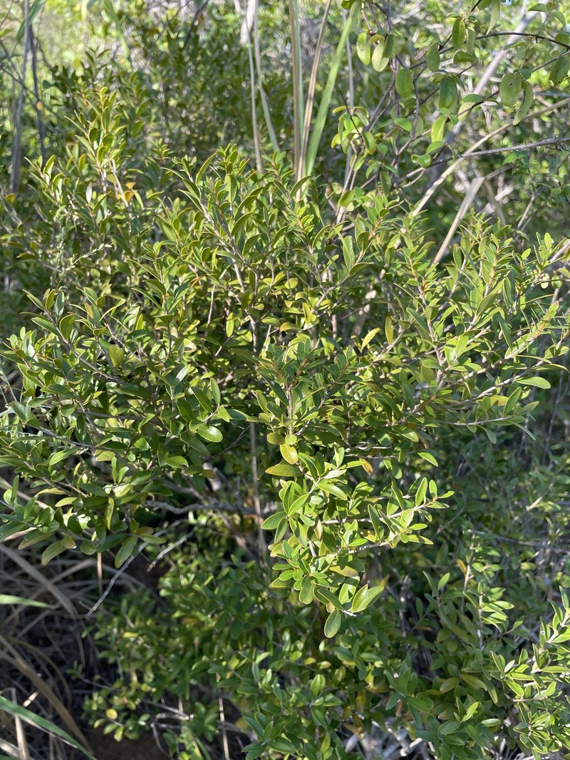 Ridgetop Guavaberry photo 6
