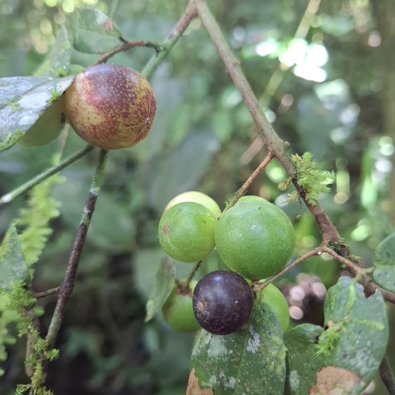 Myrciaria una