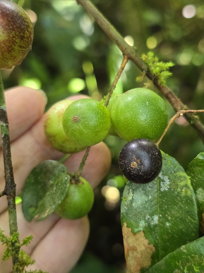 Myrciaria una photo 3