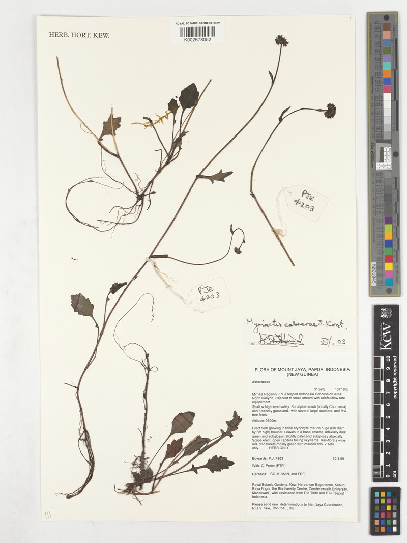 Myriactis cabrerae