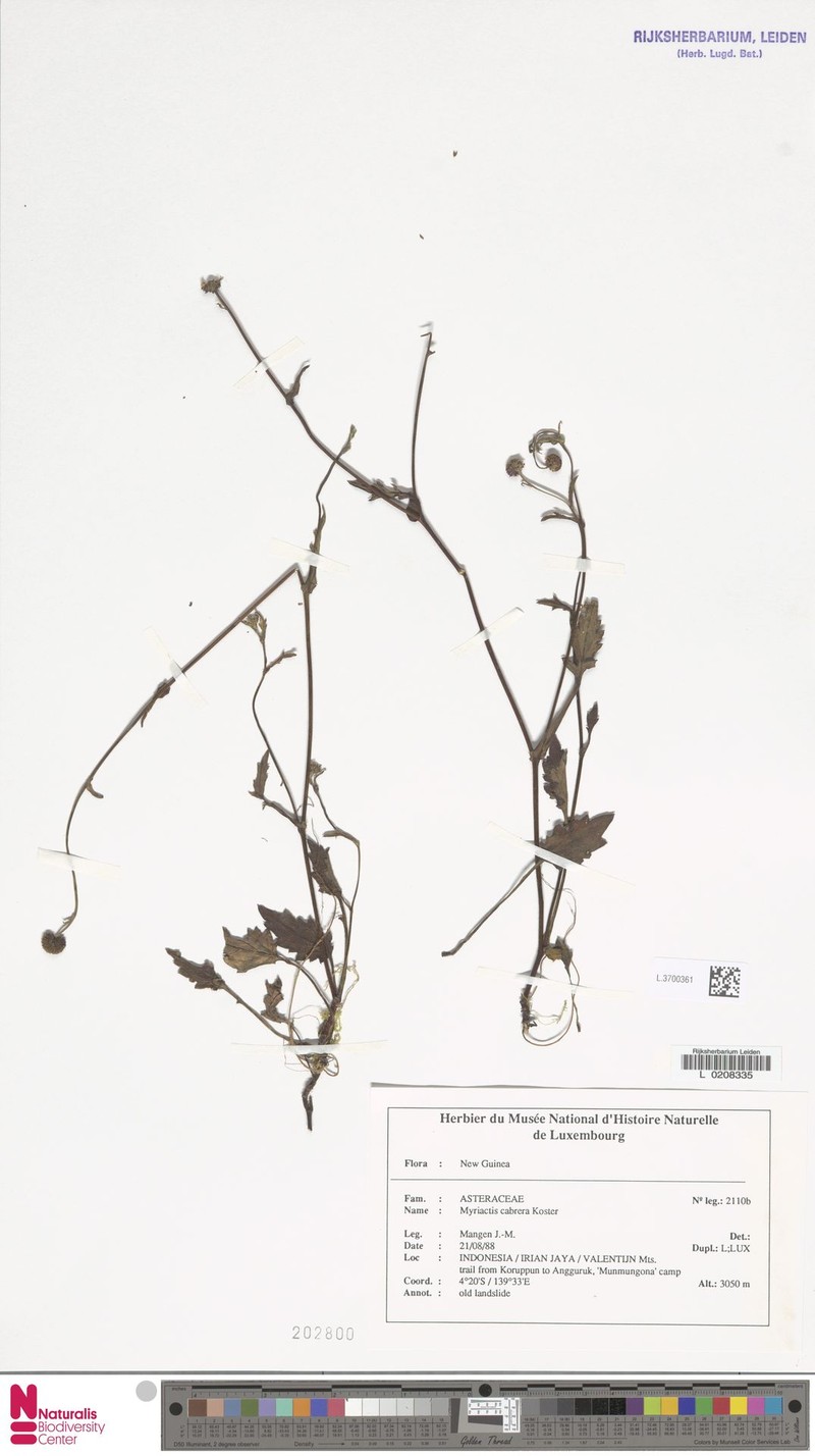 Myriactis cabrerae photo 2