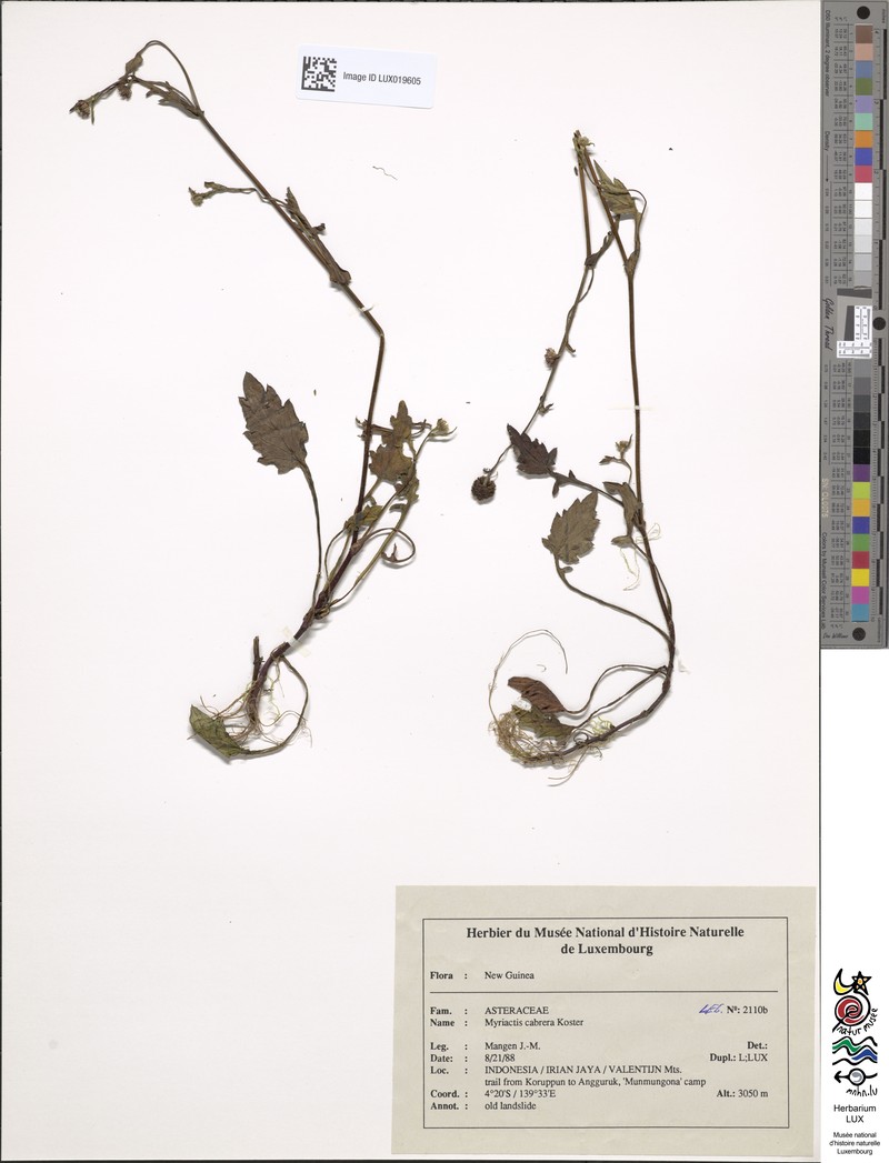Myriactis cabrerae photo 3