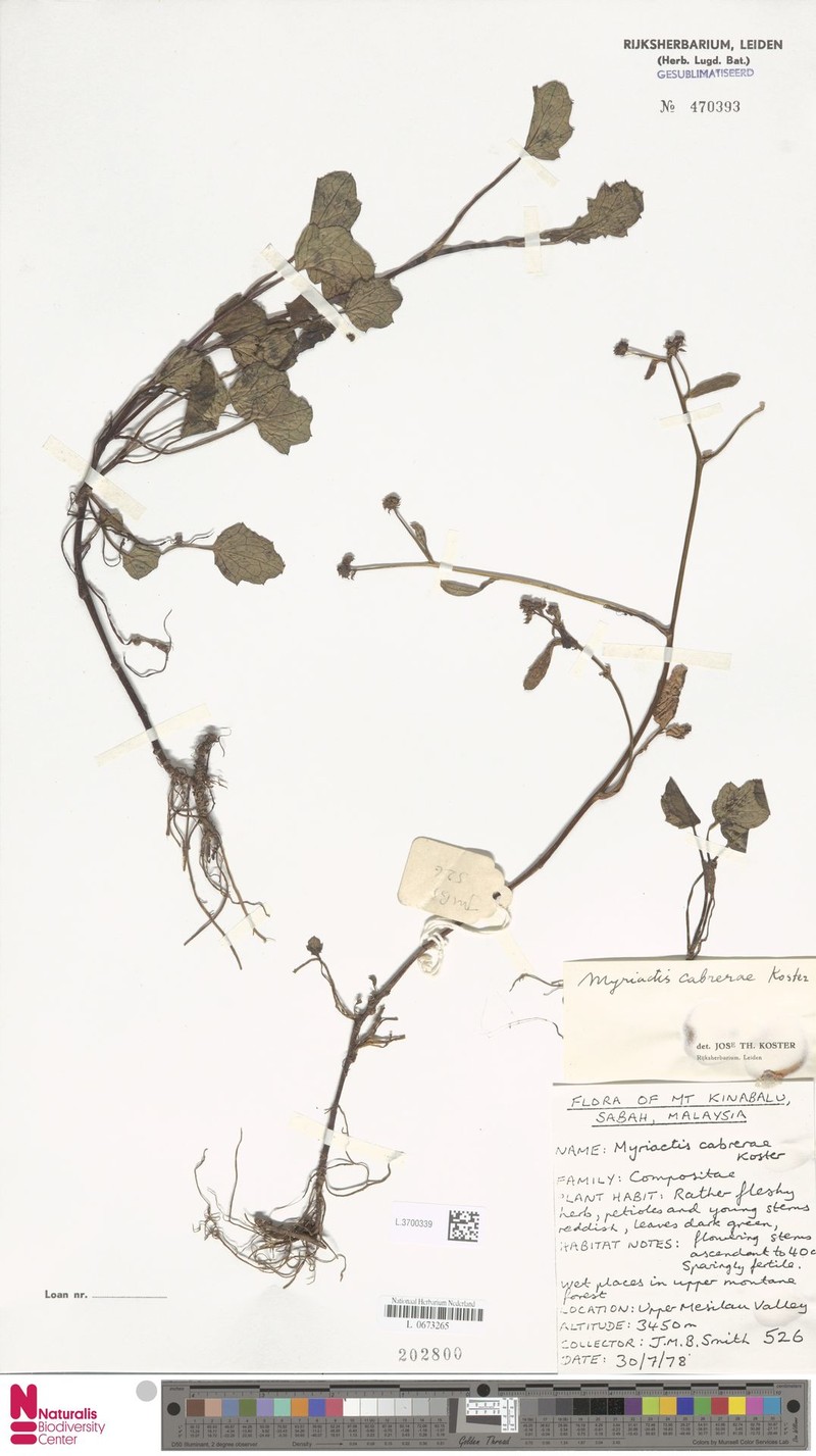 Myriactis cabrerae photo 4