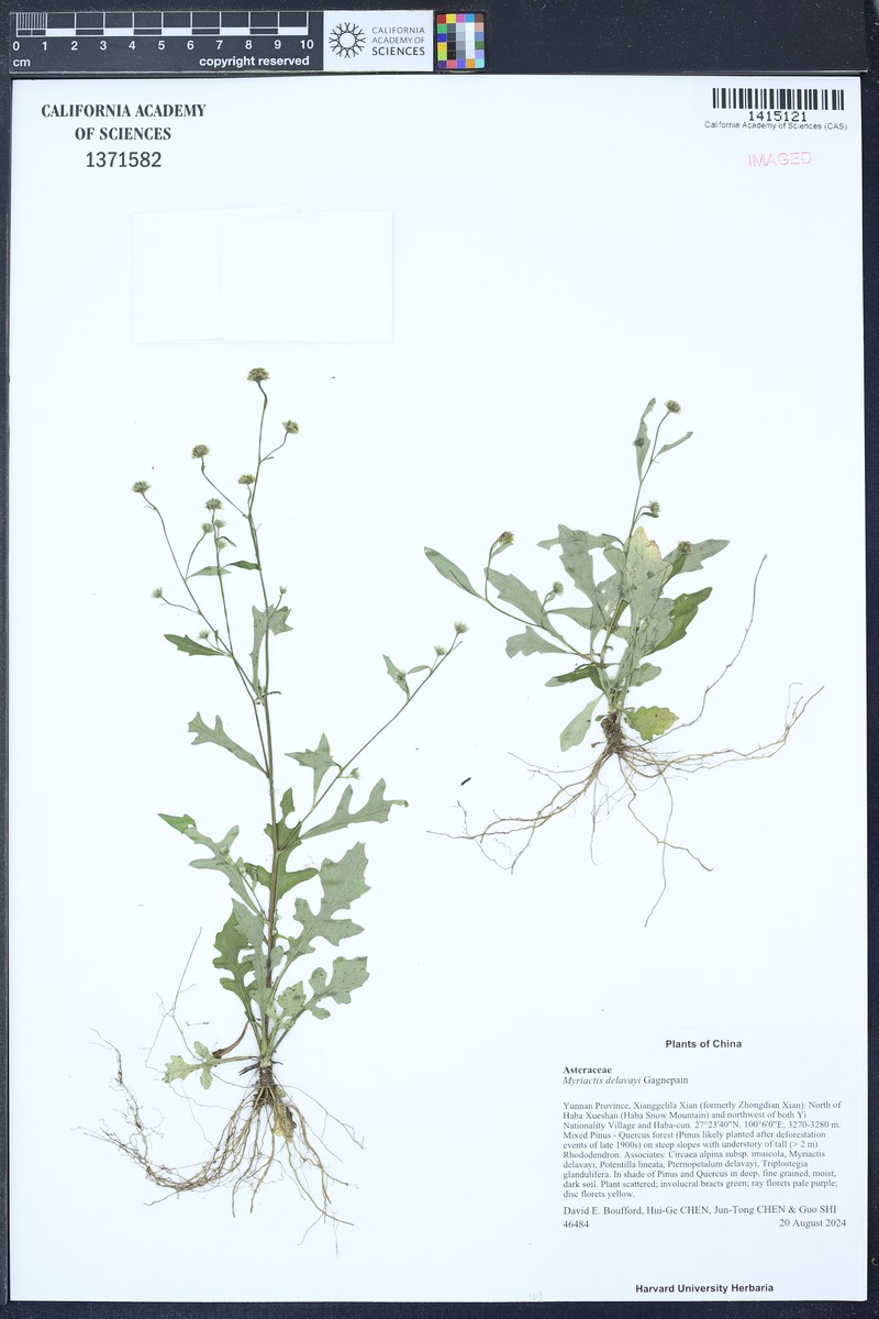 Myriactis delavayi