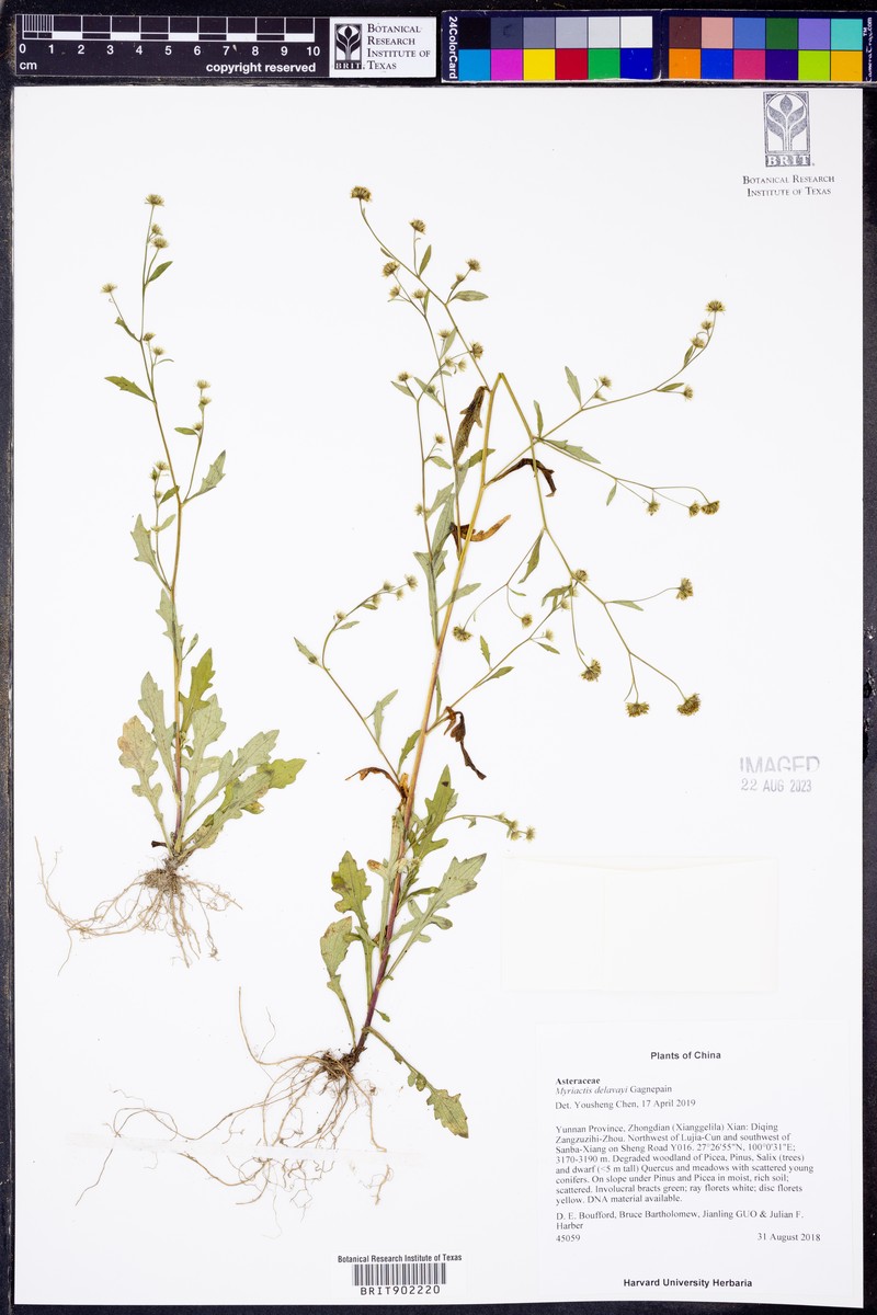 Myriactis delavayi photo 2