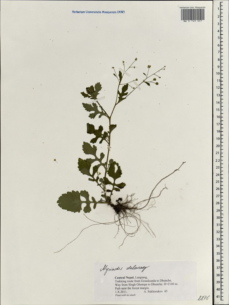 Myriactis delavayi photo 3