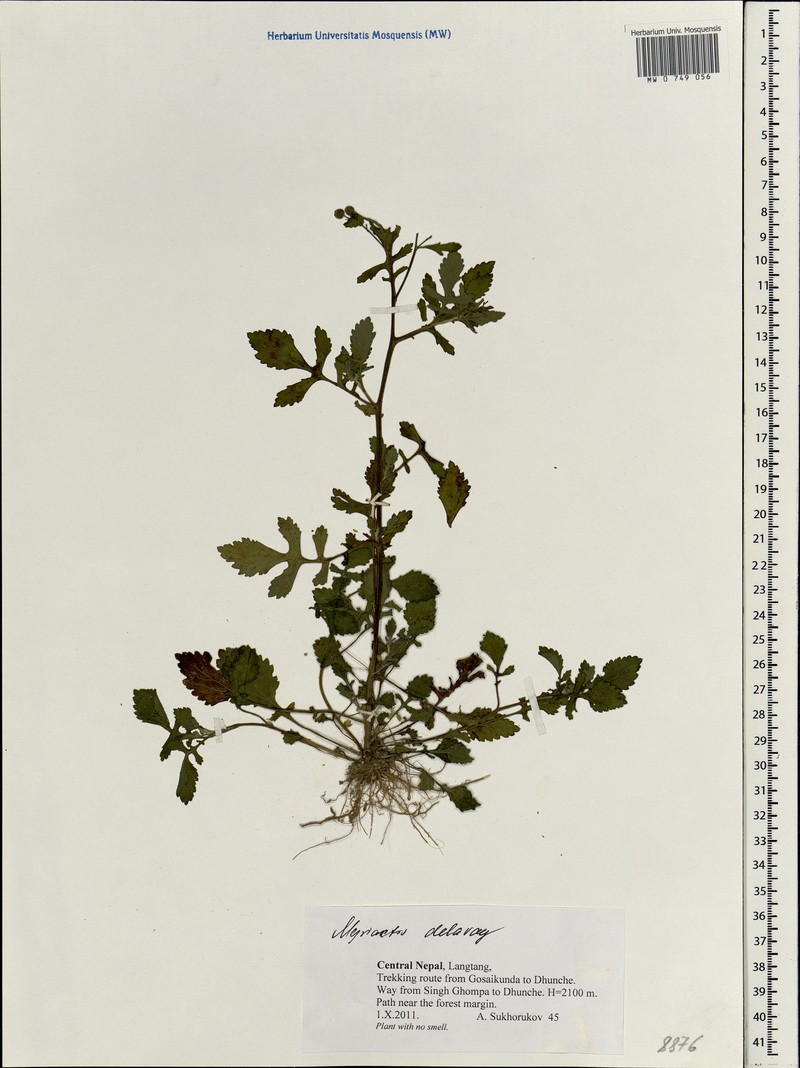 Myriactis delavayi photo 4