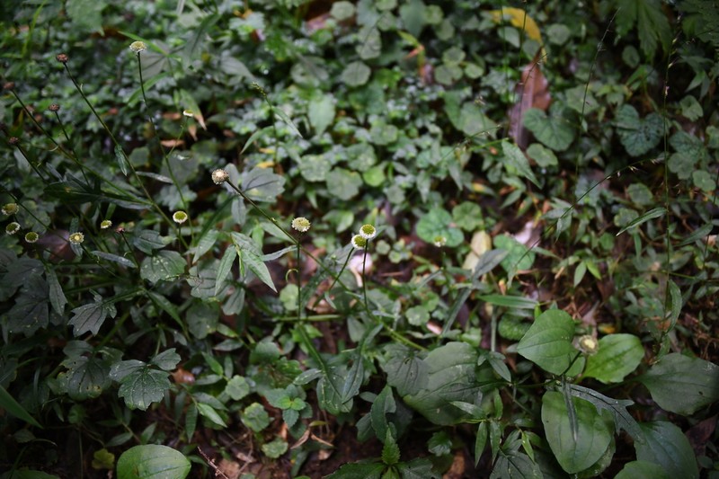 Myriactis humilis