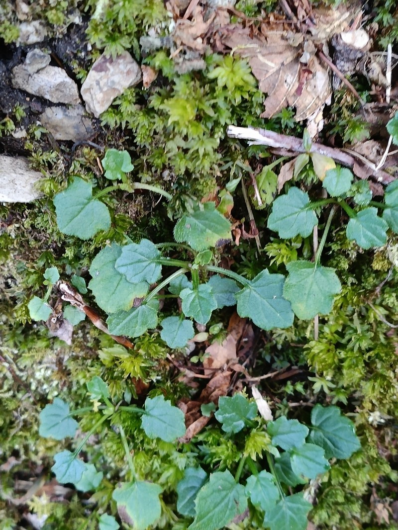 Myriactis humilis photo 2