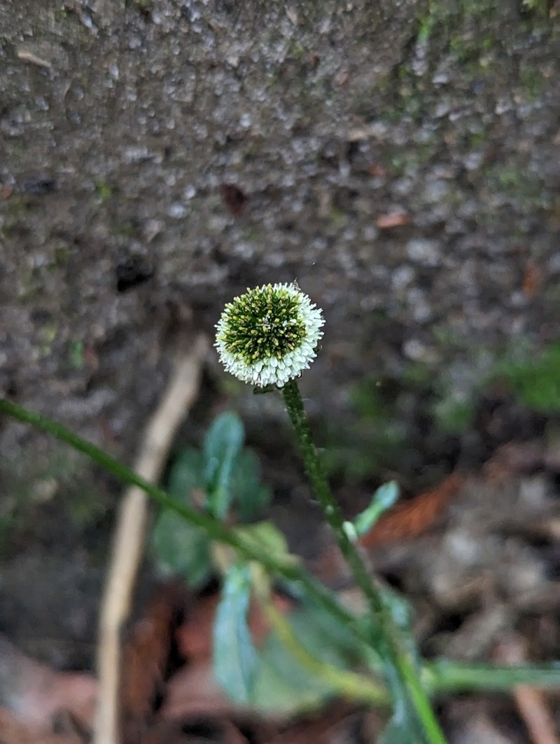 Myriactis humilis photo 3
