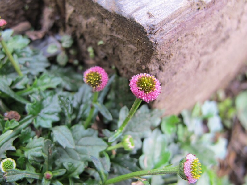 Myriactis humilis photo 4