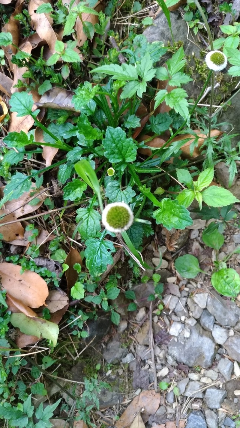Myriactis humilis photo 5
