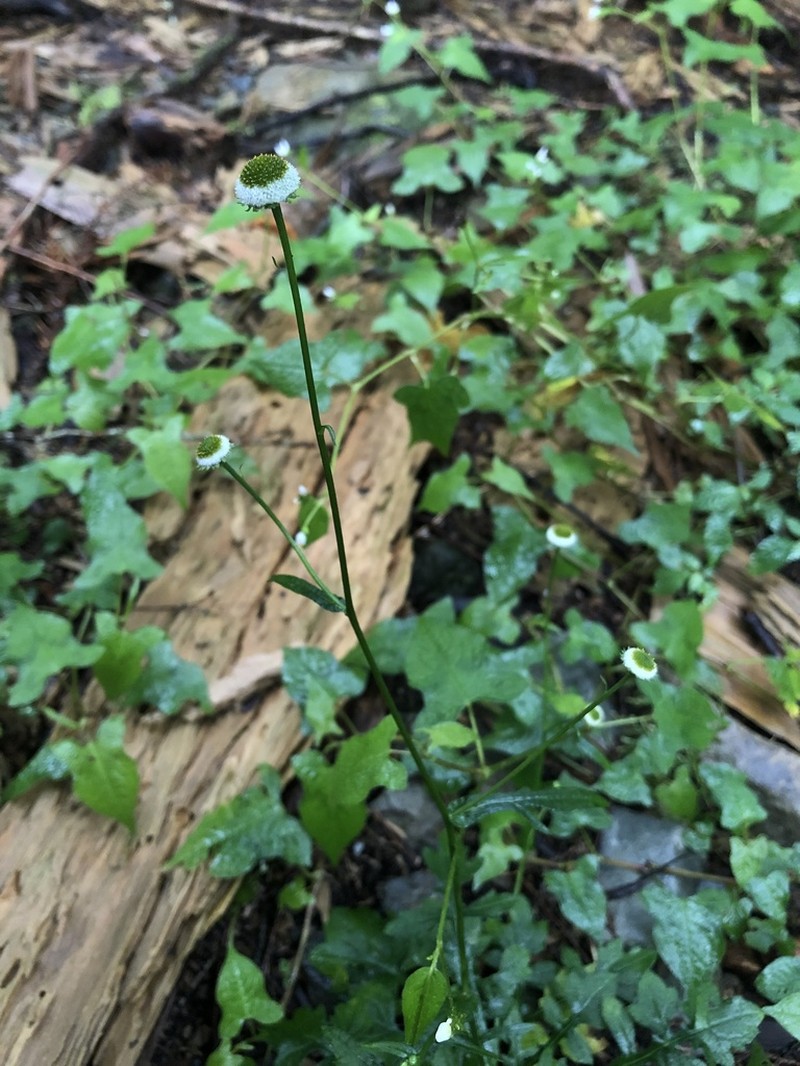 Myriactis humilis photo 6