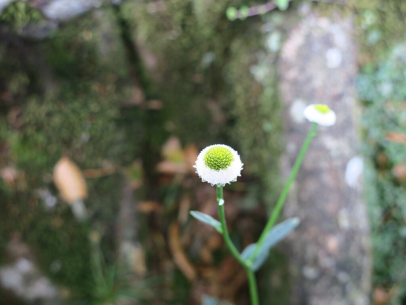 Myriactis humilis photo 7