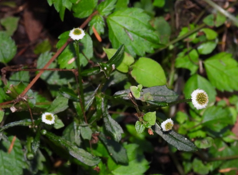 Myriactis humilis photo 8