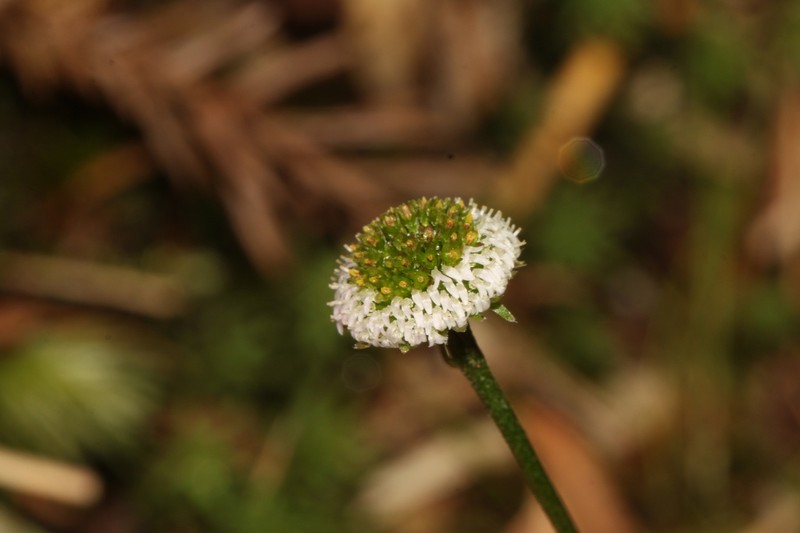 Myriactis japonensis