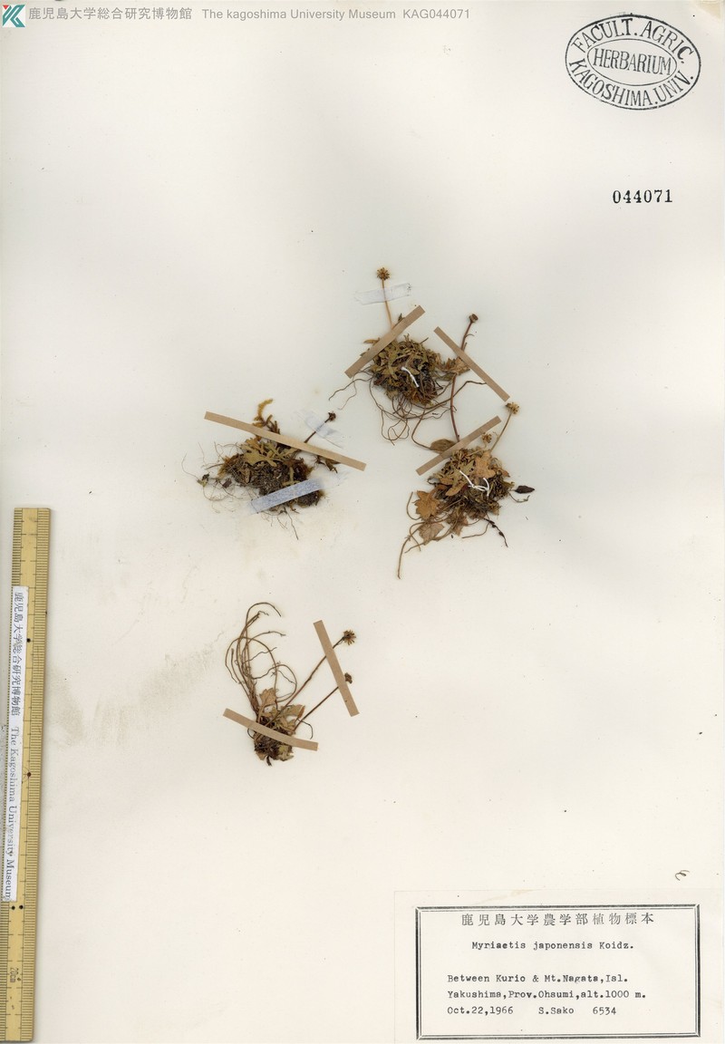 Myriactis japonensis photo 2
