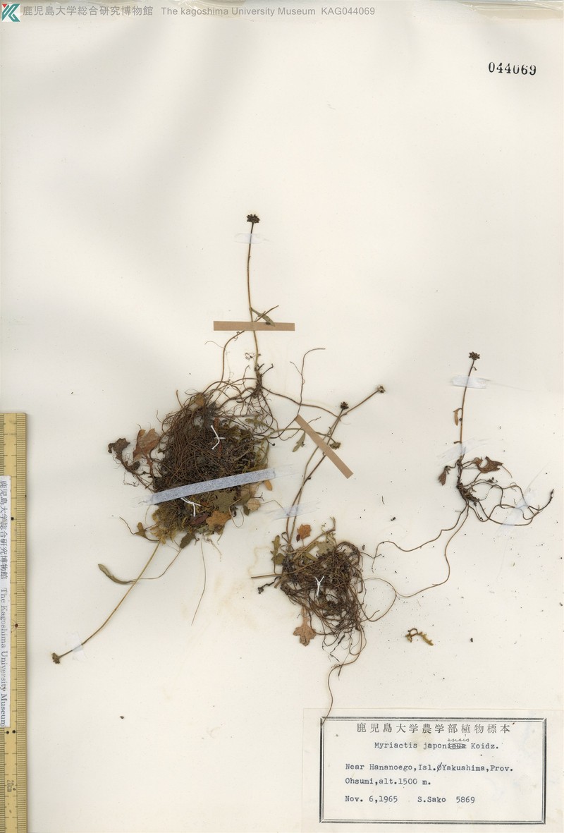 Myriactis japonensis photo 3