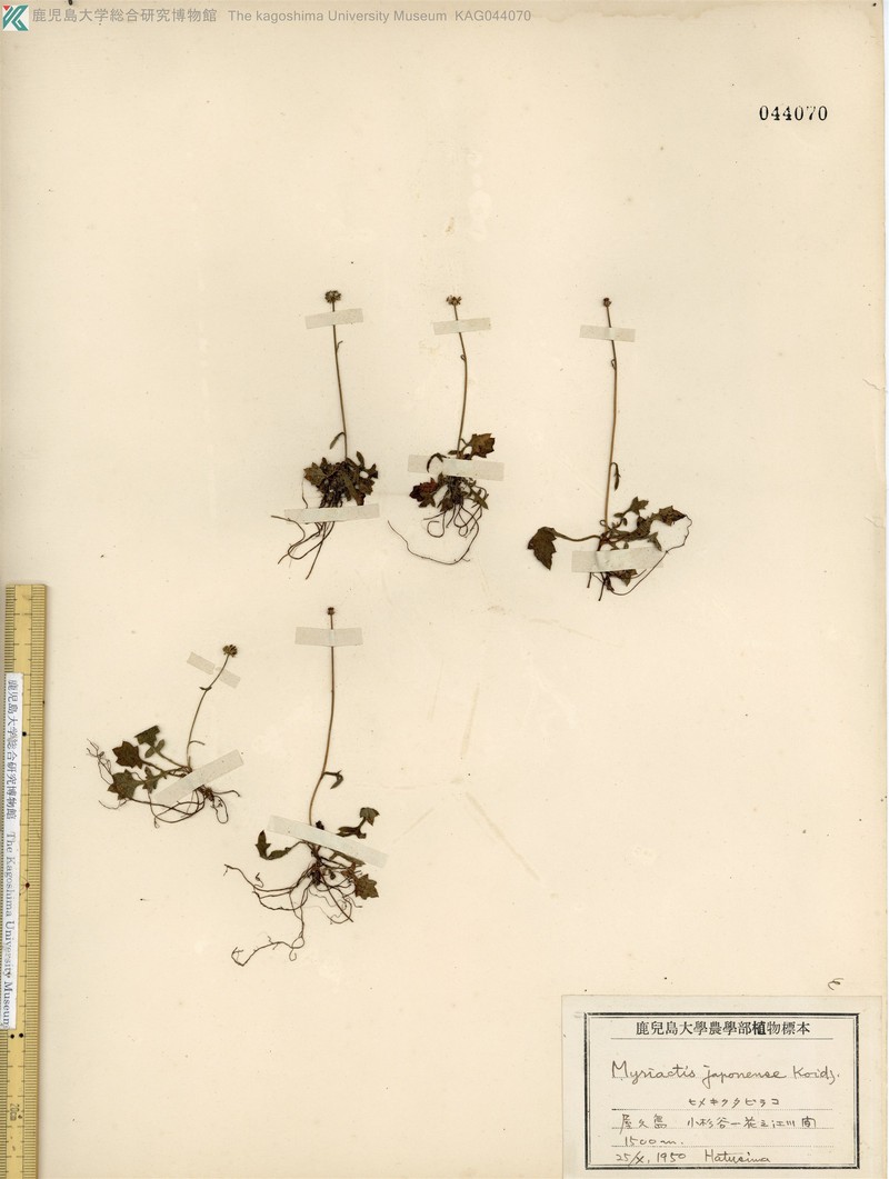 Myriactis japonensis photo 4