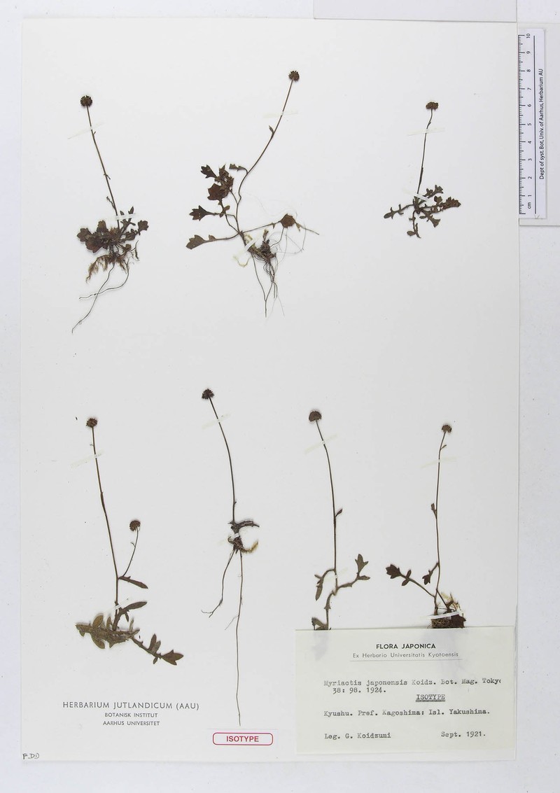 Myriactis japonensis photo 5