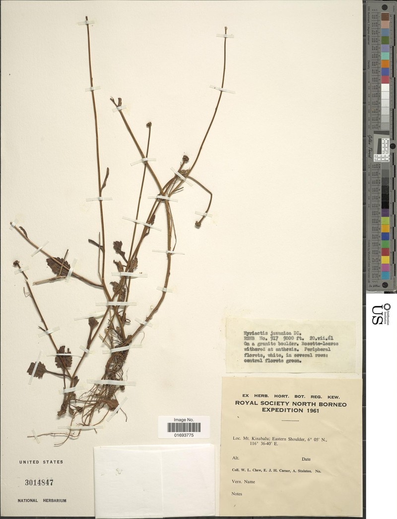 Myriactis javanica