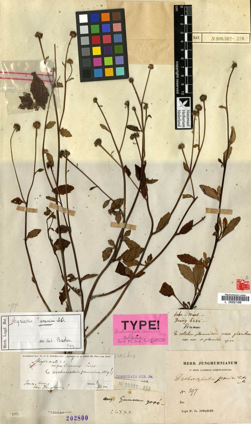 Myriactis javanica photo 2