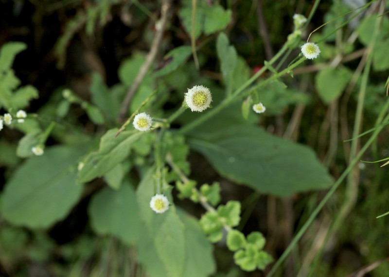 Myriactis nepalensis