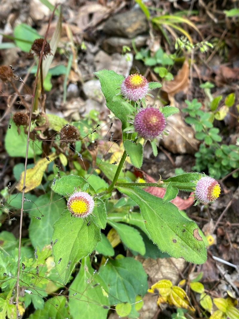 Myriactis nepalensis photo 2