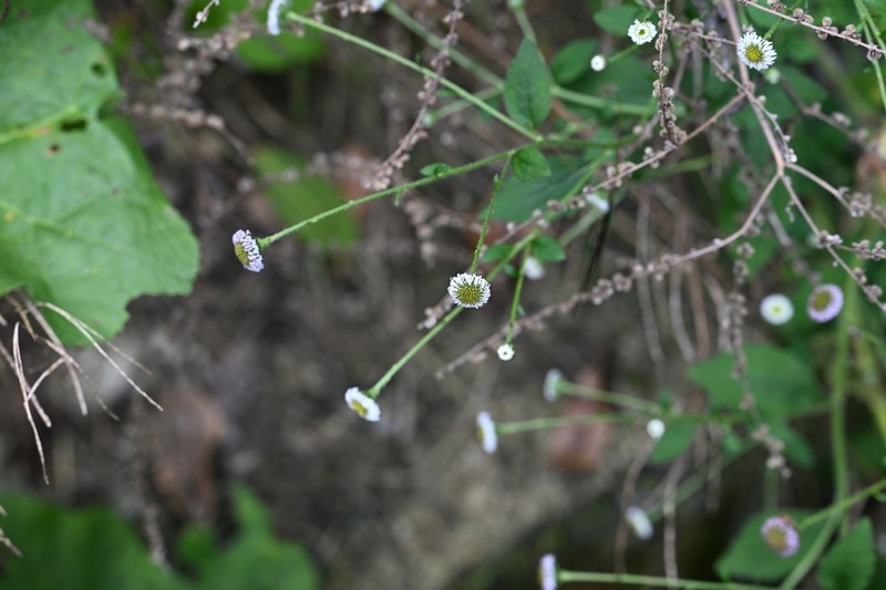 Myriactis nepalensis photo 3