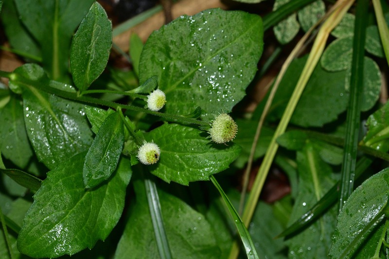 Myriactis nepalensis photo 4
