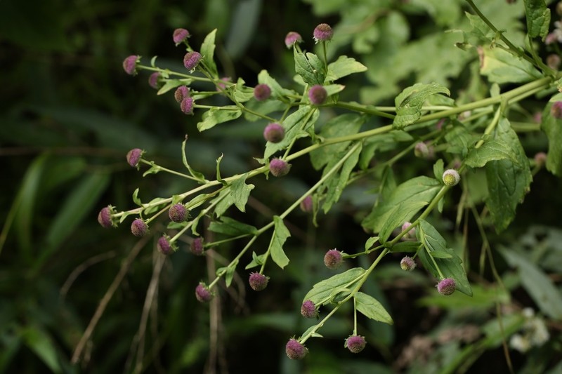 Myriactis nepalensis photo 5